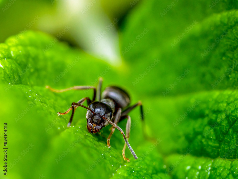 Brown ant on green leaf Brown ant on green leaf