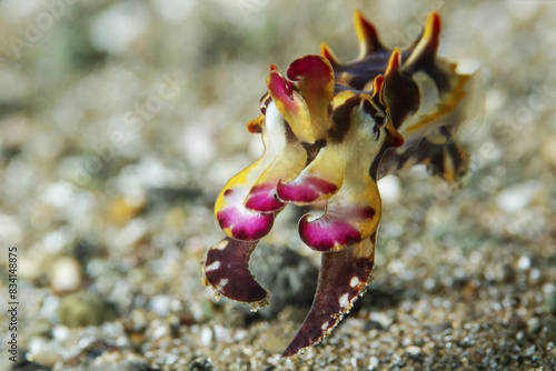 Beautiful flamboyant cuttlefish with all its colors displayed hunting on a sandy bottom photo