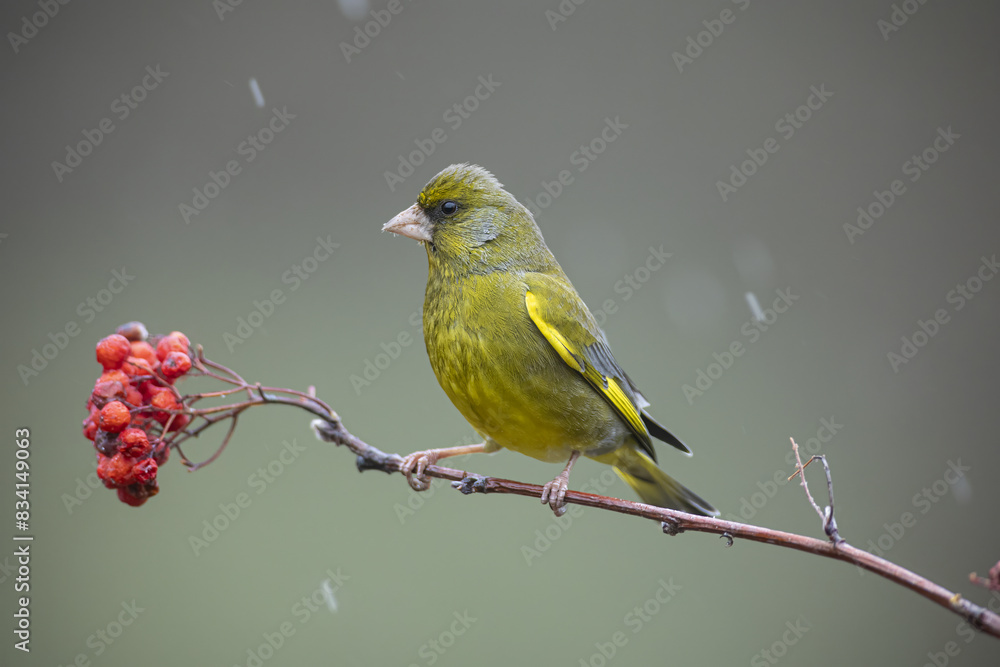 Beautiful and colorful greenfinch perched on a serval branch on a cold winter afternoon while it is snowing Beautiful and colorful greenfinch perched on a serval branch on a cold winter afternoon while it is snowing