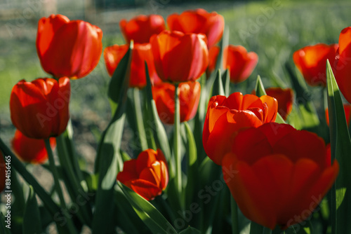 Field of colorful blooming tulips at the sun. Sunny day with red spring flowers