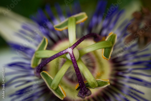 Exotic passionflower close-up for vibrant decor photo