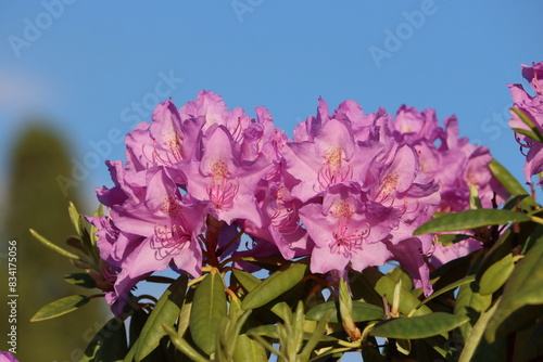 Sweden. Rhododendron catawbiense, with common names Catawba rosebay, Catawba rhododendron, mountain rosebay, purple ivy, purple rhododendron, red laurel, rosebay laurel, is a species of Rhododendron.  photo