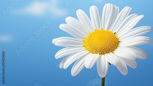 A macro shot of a daisy with a bright yellow center and pure white petals, showcasing its simplicity 