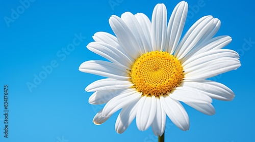 A macro shot of a daisy with a bright yellow center and pure white petals  showcasing its simplicity 