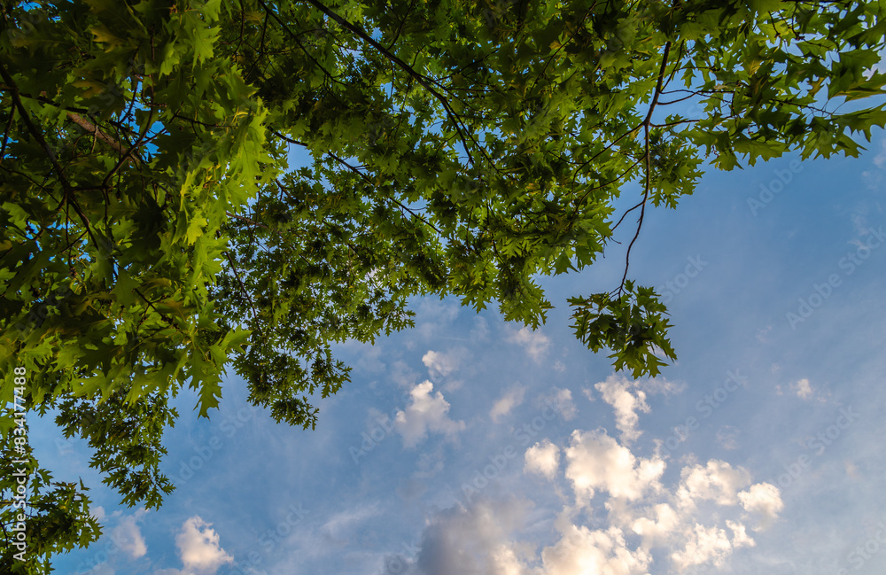 Fototapeta premium Oak tree branches on blue sky background