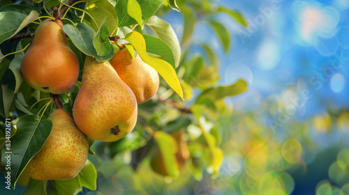Close-up image of ripe pears on a tree branch against the background of bright blue sky