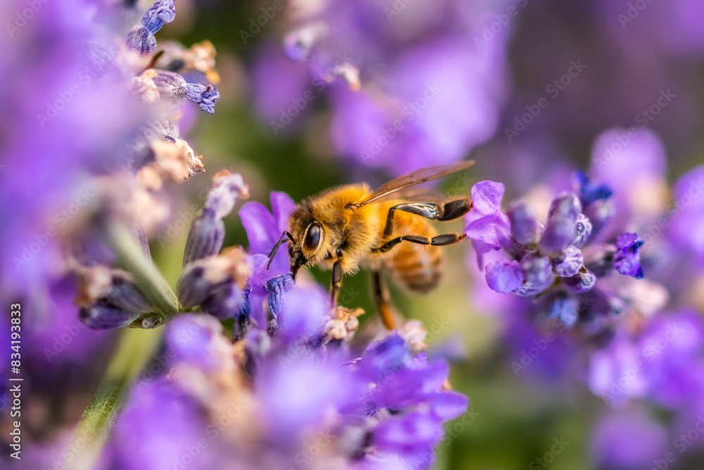 Bee Pollenating Lavender Flowers Bee Pollenating Lavender Flowers
