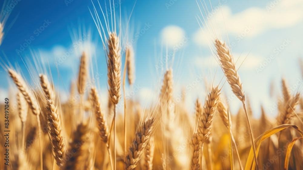 Fototapeta premium Agricultural landscape with wheat and clear blue sky