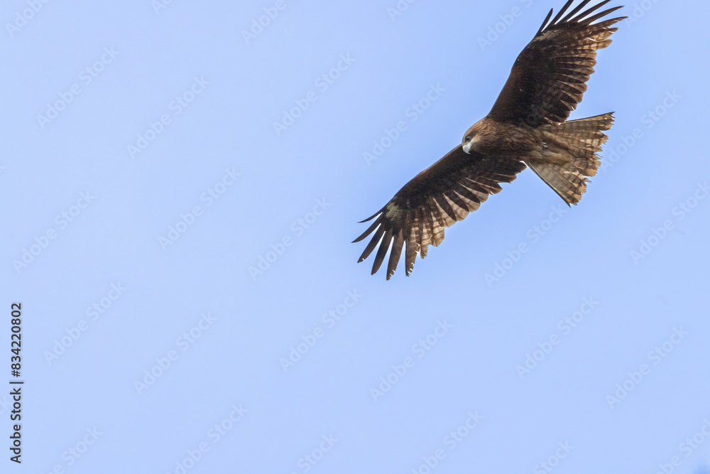 Fototapeta premium Japanese Black Kite Hawk hunter