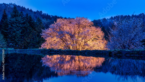 Cherry tree at night with reflection photo