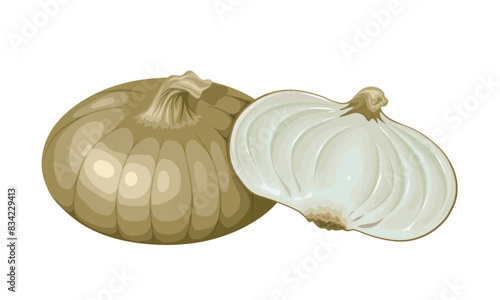 Cipollini onion vector illustration, isolated white background. photo
