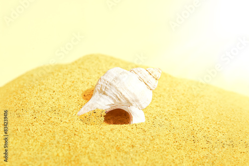 White shell on yellow sand