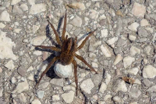 Female giant house spider with a cocoon -  Eratigena atrica  is a non-venomous species of spider from the funnel-web spider family living in Europe.