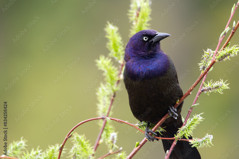 Fototapeta premium Common grackle is sitting on a willow branch at the pond in spring.