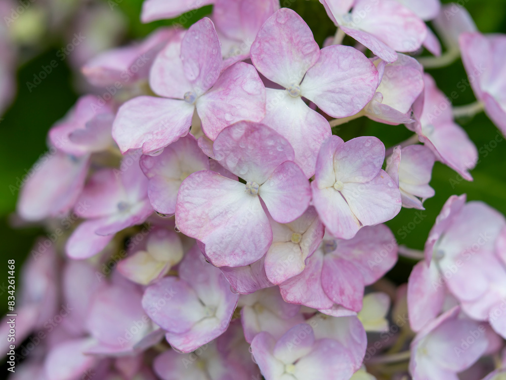 雨に濡れた赤紫色の紫陽花