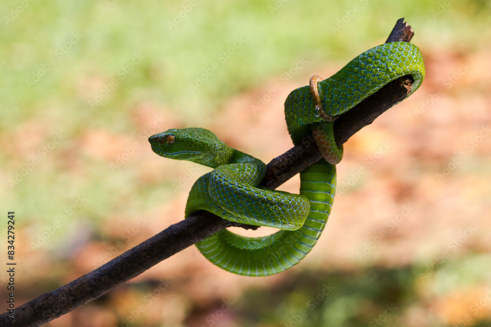 Obraz premium Trimeresurus albolabris Green pit vipers or Asian pit vipers, green snake on branch with natural background 