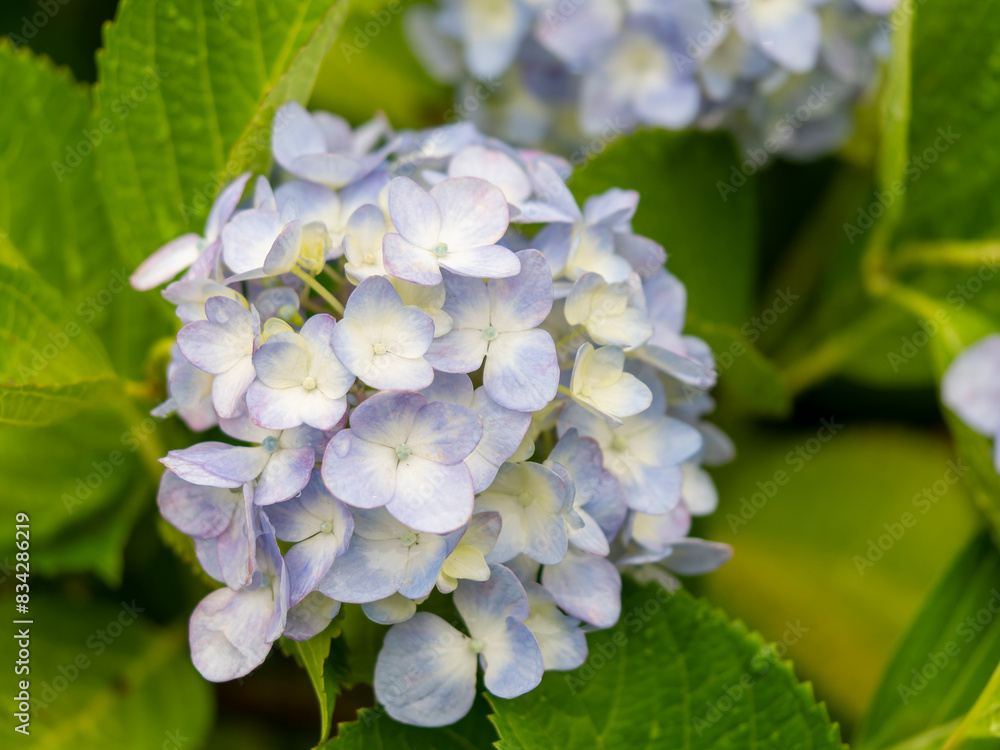 雨に濡れた青色の紫陽花 雨に濡れた青色の紫陽花