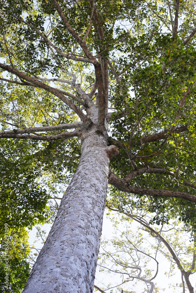 Fototapeta premium Big and tall tree with branches