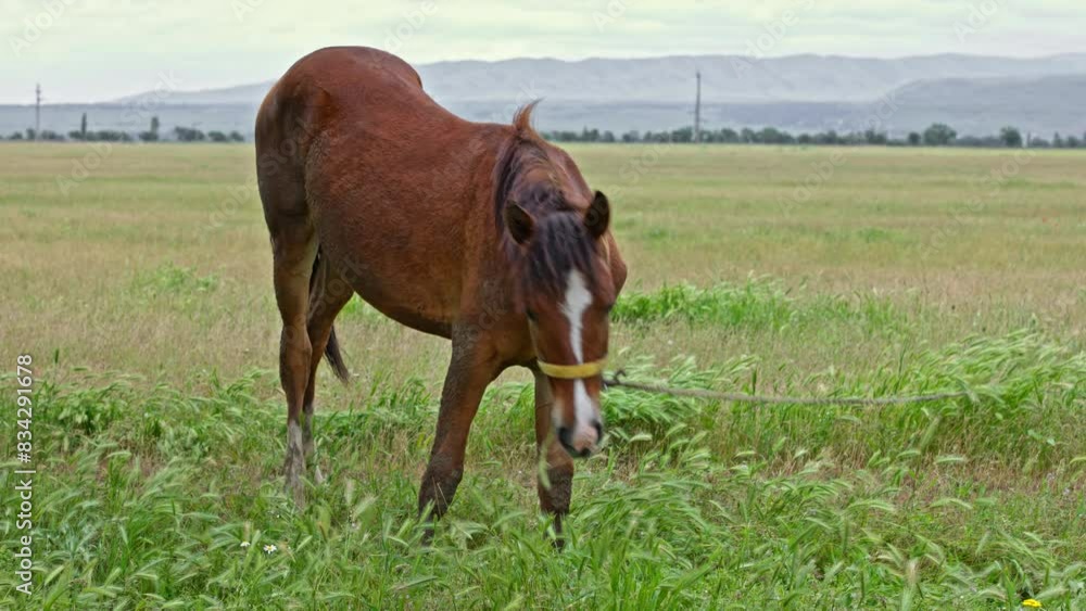 brown horse is grazing on green on the horizon at cloudy spring day. brown horse is grazing on green on the horizon at cloudy spring day.