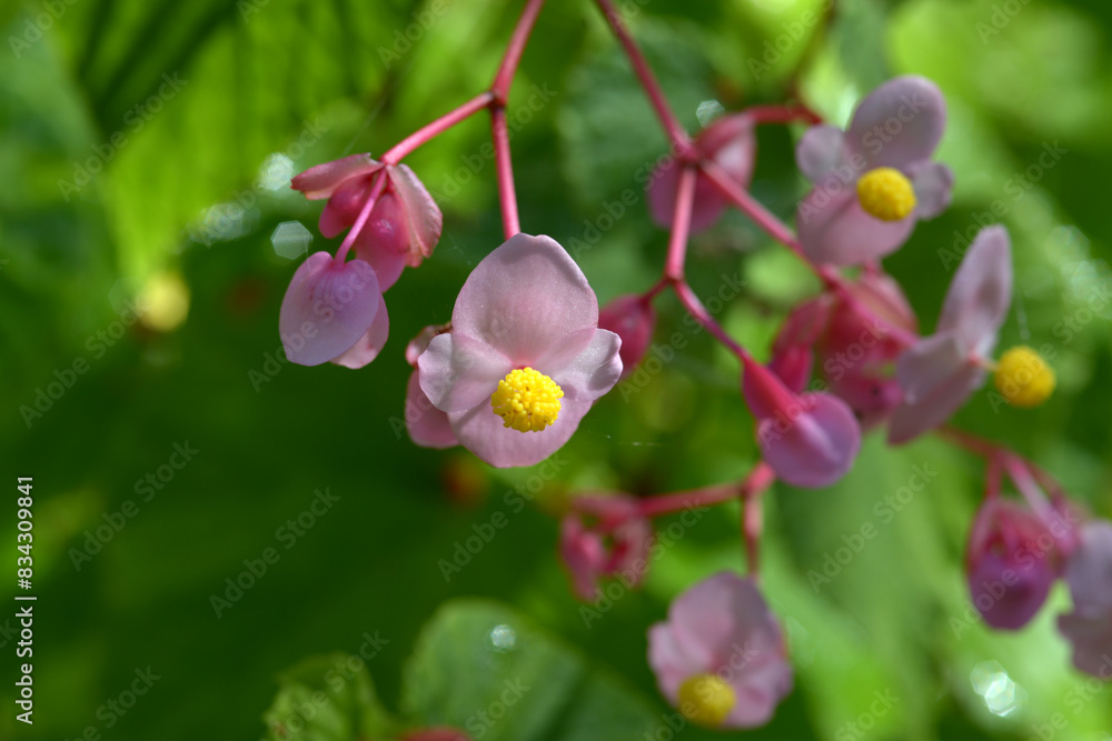 Fototapeta premium シュウカイドウ