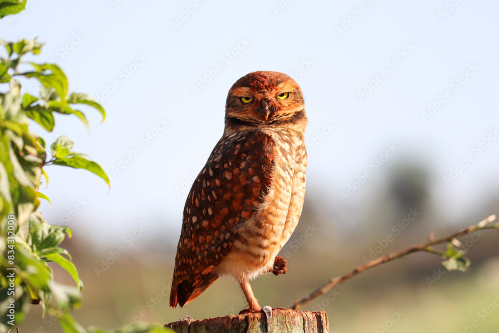 Fototapeta premium burrowing owl