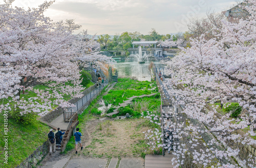 琵琶湖疏水と桜