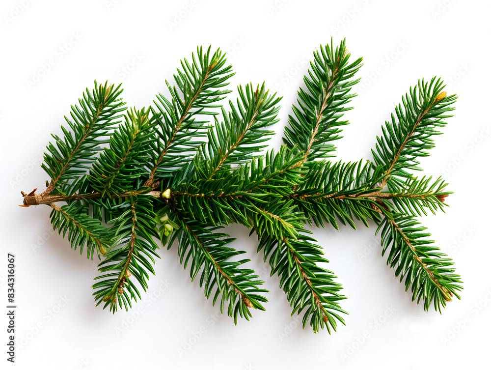pine tree branch isolated on a white background in a close up. Christmas green spruce with foliage and small buds pine tree branch isolated on a white background in a close up. Christmas green spruce with foliage and small buds
