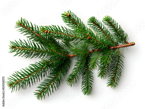 pine tree branch isolated on a white background in a close up. Christmas green spruce with foliage and small buds 