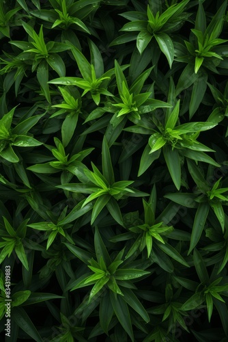 Wallpaper Mural Verdant Retreat Close-Up of Dark Green Leaves Offering a Relaxing Background Torontodigital.ca