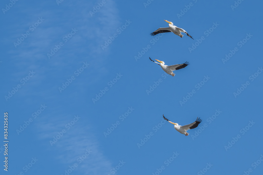Fototapeta premium American white pelicans in flight.