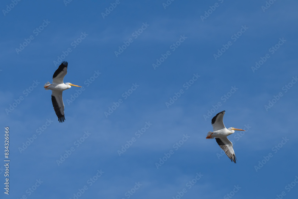 American white pelicans in flight. American white pelicans in flight.