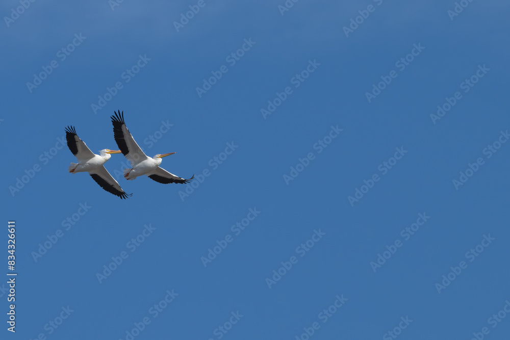 American white pelicans in flight.