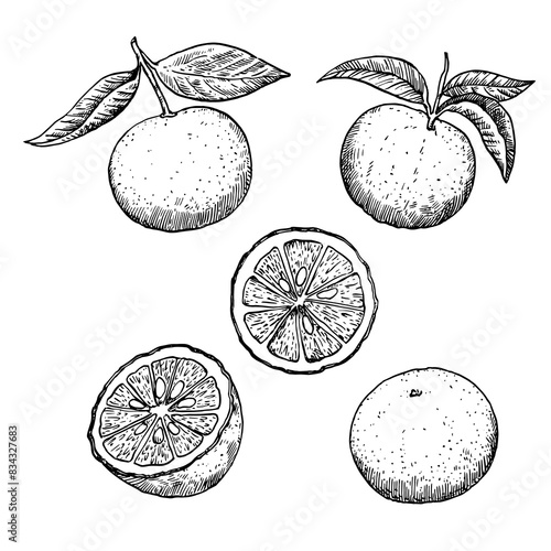 Yuzu fruits in engraving style. Set of black and white design elements, vector illustration.