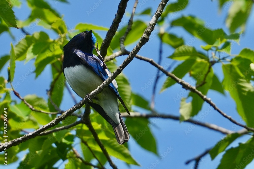 blue and white flycatcher in a forest blue and white flycatcher in a forest