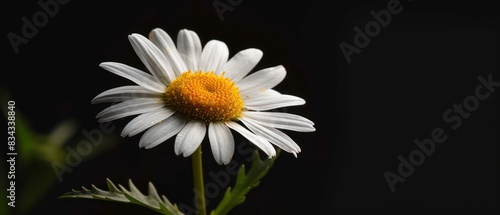 beautiful white daisy wallpaper isolated on a black background   © Dekastro
