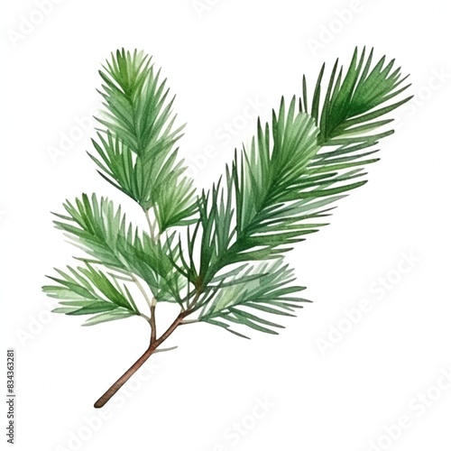 New Year's pine tree branch, without decorations, isolated on white background. Watercolour illustration.