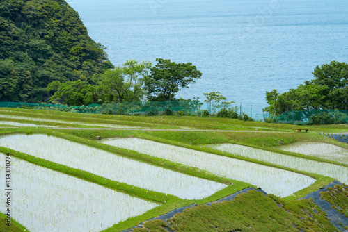 田んぼに植えられた苗と棚田の風景