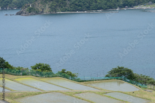 田んぼに植えられた苗と棚田の風景
