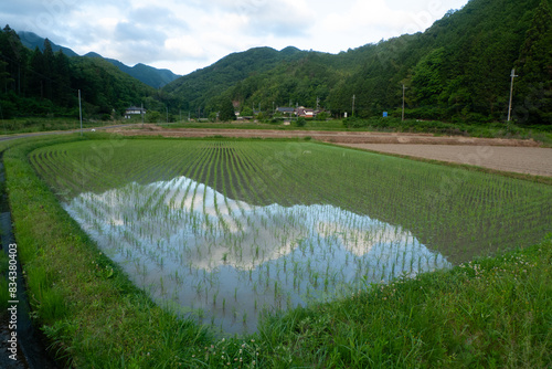 田んぼに植えられた苗と棚田の風景