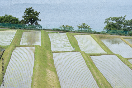 田んぼに植えられた苗と棚田の風景