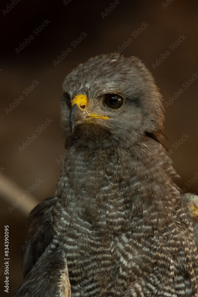 Fototapeta premium Falcon standing looking straight ahead