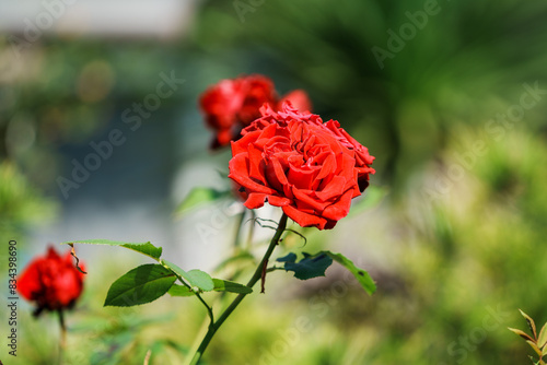 真っ赤なバラの写真