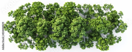 Top-Down View of Lush Green Canopy with Isolated Background