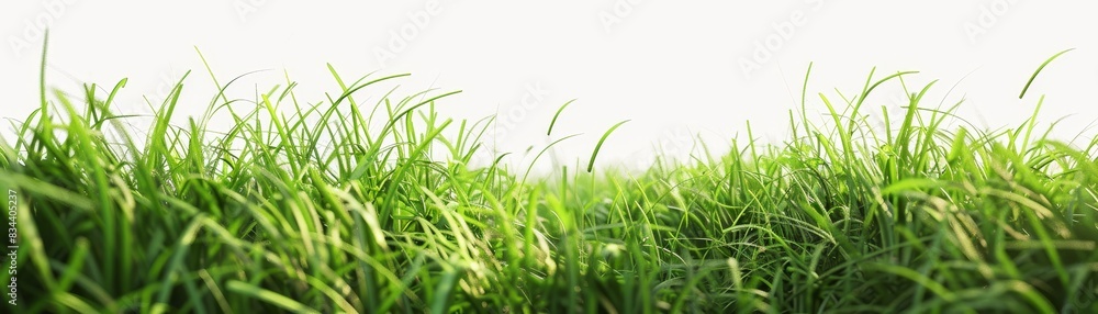 3D Rendered Cutout Grass Field with Transparent Background 3D Rendered Cutout Grass Field with Transparent Background