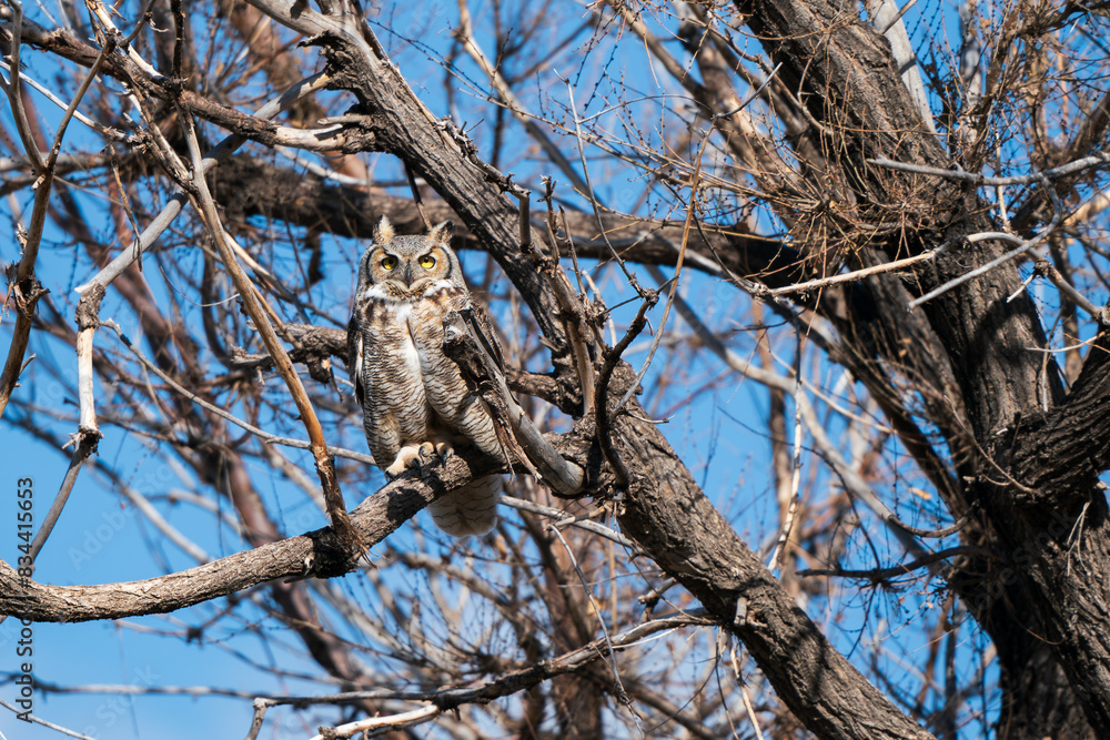 Owl with yellow eyes on a tree branch in a tree blue skies Owl with yellow eyes on a tree branch in a tree blue skies