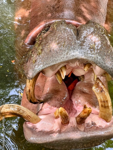 a photography of a hippo with its mouth open and its mouth wide open.