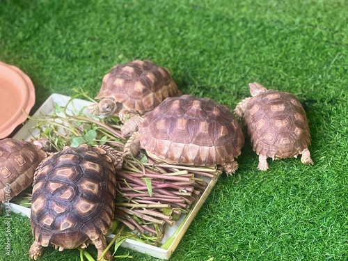 a photography of a group of turtles sitting on top of a tray. photo