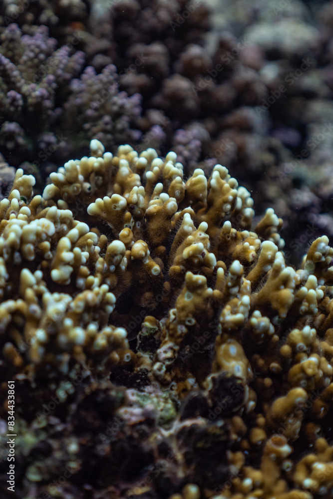 reef coral of the fire reef coral of the fire