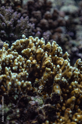 reef coral of the fire 