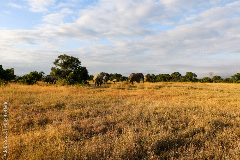 elephants in the savannah elephants in the savannah